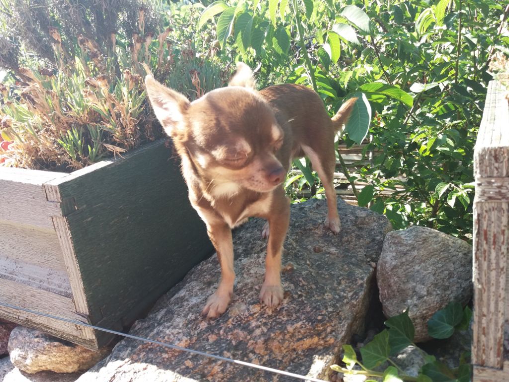 Les Chihuahua de l'affixe Du Royaume De La Capsole